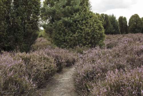 Wacholderheide, Heidelandschaft, Heath

Aufnahmeort:	Niedersachsen	
Kamera:	Canon	EOS 60D
Objektiv:	Canon 	EF 17-40mm
Stativ, CPL Filter		
		
# 00213

© Alle von mir veröffentlichten Bilder unterliegen dem Urheberrecht und dürfen ohne meine schriftliche Genehmigung nicht verwendet werden.