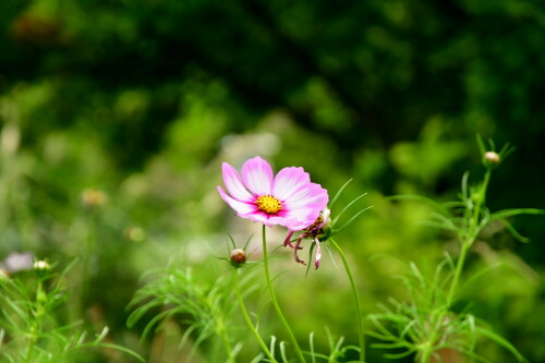 2024 09 10 Cosmea 1