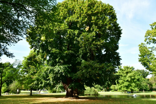 2024 09 10 Nürnberg im Stadtpark älteste Linde Nürnbergs