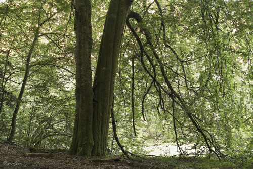 Rotbuche, Fagus sylvatica, Common beech

Aufnahmeort:	Hessen	
Kamera:	Canon	EOS 7D
Objektiv:	Canon 	EF 17-40mm
Stativ, CPL Filter		
		
# 00216

© Alle von mir veröffentlichten Bilder unterliegen dem Urheberrecht und dürfen ohne meine schriftliche Genehmigung nicht verwendet werden.