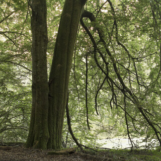 Rotbuche_Fagus-sylvatica_20240920_0001-BR1-2-3_B_HDR-C_Web