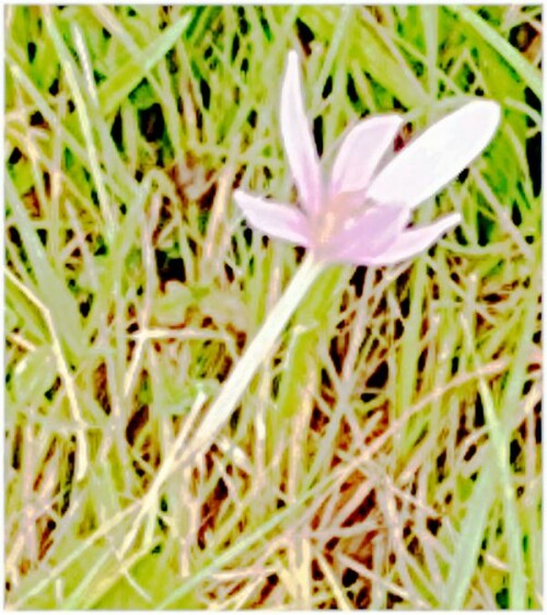 Blüte einer Herbstzeitlosen(Colchicum autumnale(L.)) in einer Wiese
https://de.wikipedia.org/wiki/Herbstzeitlose