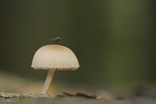 Helmling auf einem alten Buchenstamm, Mycena, Mushroom on an old beech trunk

Aufnahmeort:	Odenwald	
Kamera:	Canon	EOS 7D
Objektiv:	Sigma Makro	150mm
Stativ 		
		
# 00218

© Alle von mir veröffentlichten Bilder unterliegen dem Urheberrecht und dürfen ohne meine schriftliche Genehmigung nicht verwendet werden.