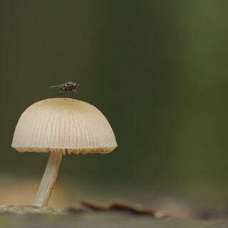 Helmling_Mycena_20240925_0001_B_Web