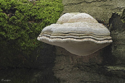 Zunderschwamm, Fomes fomentarius, Tinder fungus

Aufnahmeort:	Hessen	
Kamera:	Canon	EOS 7D
Objektiv:	Canon 	EF 50mm
Stativ, CPL Filter		
		
# 00219

© Alle von mir veröffentlichten Bilder unterliegen dem Urheberrecht und dürfen ohne meine schriftliche Genehmigung nicht verwendet werden.