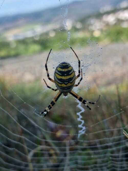 {Unser älteste Sohn José hat uns Fotos von der Wacholderheide Eiershausen geschenkt.}
Hier eine Wespenspinne(Argiope bruennichi(Scopoli, 1772))
(Ggf. auch eine Vergleichsmöglichkeit der Qualität ziwschen Camcorder und Handyfotos?)