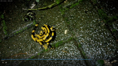 Zwei Gebänderte Feuersalamander(Salamandra salamandra(L. 1758) ssp. terrestris) im Gerangel miteinander. Es dürfte sich hierbei um zwei männliche Exemplare handeln.
https://de.wikipedia.org/wiki/Feuersalamander