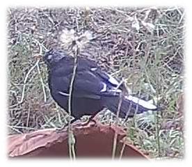 Ein Amselhahn, dessen Gefiederkleid etwas albinotisch wirkt.
(Meine Frau hatte ihn im Garten bereits beobachtet.)
https://www.nabu.de/tiere-und-pflanzen/voegel/vogelkunde/gut-zu-wissen/31159.html