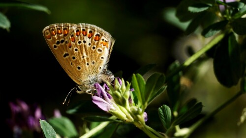 Lycaena icarus