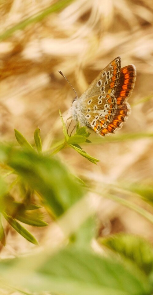 Lycaena agestis