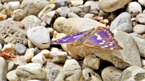 Kleiner Schillerfalter auf der Suche nach Wasser