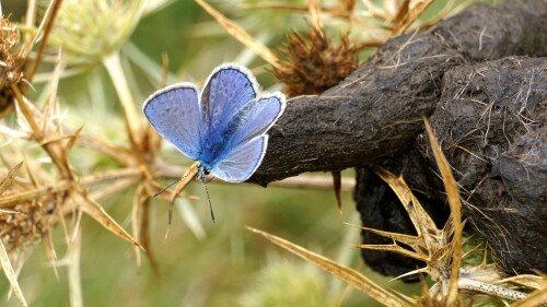 Lycaena icarus an Fuchslosung