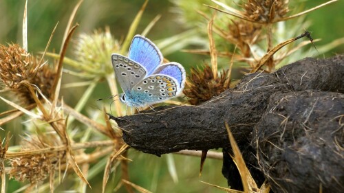 Lycaena icarus an Fuchslosung