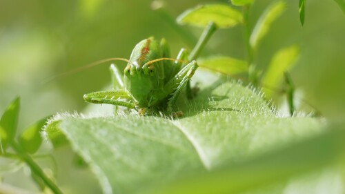 ....bei der Gartenarbeit