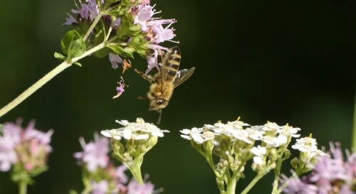 Honigbiene, warum fliegen?