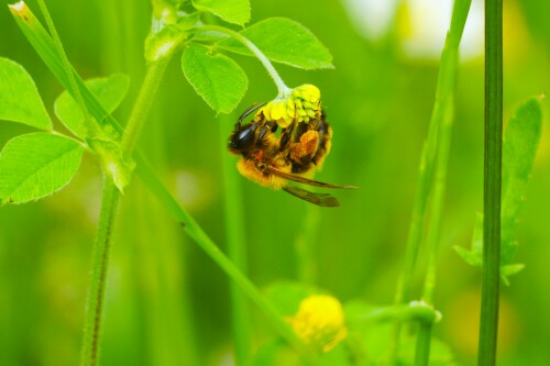 Wildbiene am Hopfenklee