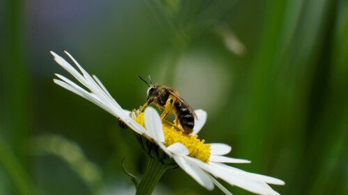 gewöhnliche Furchenbiene