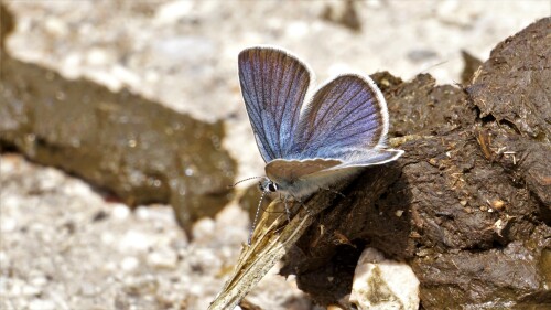 Lycaena Semiargus am Kuhdung