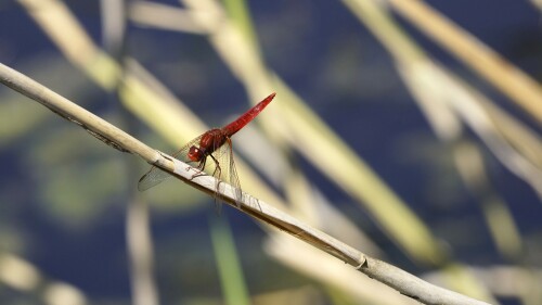 Feuerlibelle