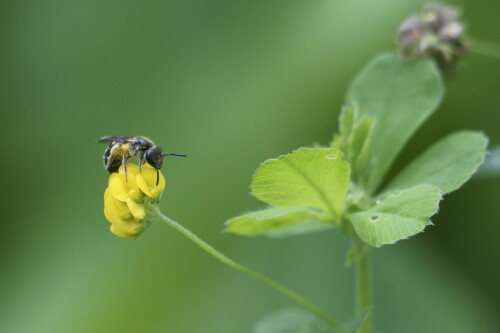 kleine Wildbiene auf Hanfklee