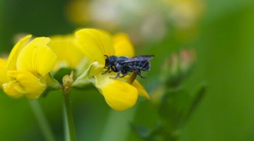 blaue Mauerbiene am Hornklee