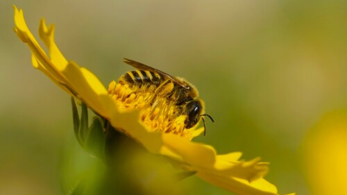 gelbbindige Furchenbiene-Weibchen