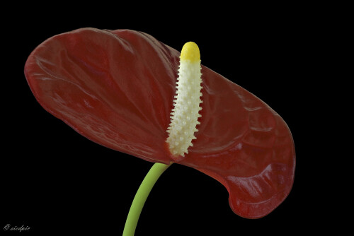 Flamingoblume, Anthurium

Aufnahmeort:	Odenwald	
Kamera:	Canon	EOS 7D
Objektiv:	Sigma Makro	150mm
Stativ 		
		
# 00220

© Alle von mir veröffentlichten Bilder unterliegen dem Urheberrecht und dürfen ohne meine schriftliche Genehmigung nicht verwendet werden.