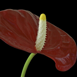 Flamingoblume_Anthurium_20240929_0002-26_B_Web