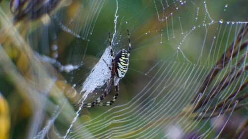 Wespenspinne im Morgentau