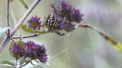 Eichblatt- Radspinne