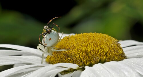 veränderl. Krabbenspinne mit Männchen