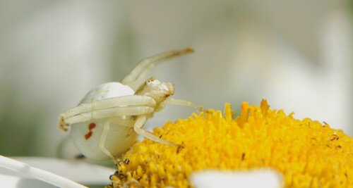 veränderl. Krabbenspinne im Ansitz