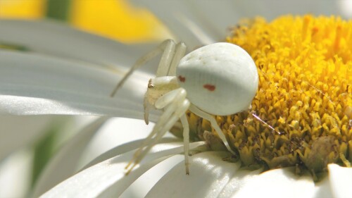 Veränderl. Krabbenspinne