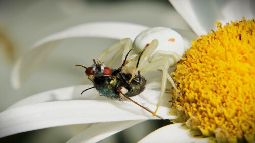 veränderliche Krabbenspinne mit Beute