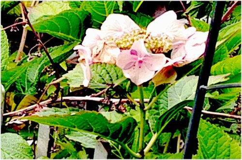 Eine Hüllblatt-Hortensie(Hydrangea involucrata(Siebold)) im Garten
https://de.wikipedia.org/wiki/Hüllblatt-Hortensie