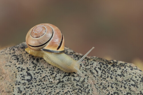 Hain-Baenderschnecke_Cepaea-nemoralis_20130505_0001_B_Web.jpeg