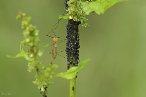 Schnake und Blattläuse, 
Gnat and blackflies

Aufnahmeort:	Odenwald	
Kamera:	Canon	EOS 60D
Objektiv:	Sigma Makro	150mm
Stativ 		
		
# 00222

© Alle von mir veröffentlichten Bilder unterliegen dem Urheberrecht und dürfen ohne meine schriftliche Genehmigung nicht verwendet werden.