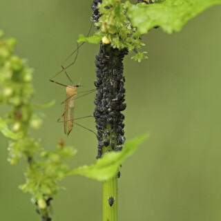 Schnake-und-Blattlaeuse_20210625_0002_B_Web