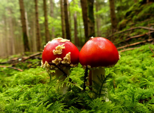 2024 10 05 schönes Fliegenpilzpärchen 1