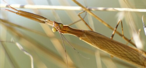 Mantis religiosa