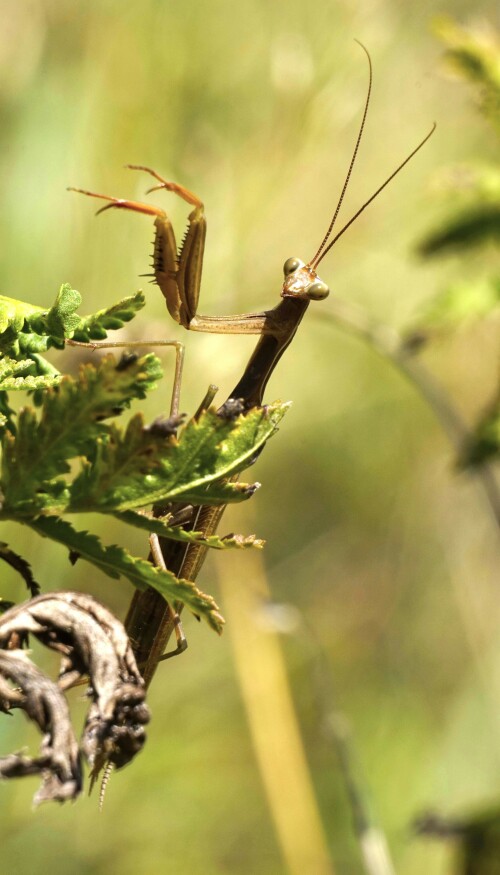 Mantis religiosa