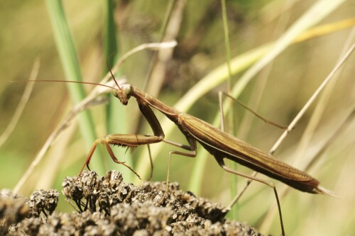 Mantis religiosa