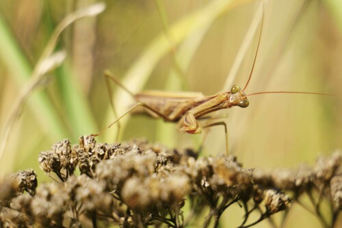 Mantis religiosa