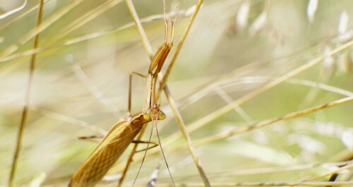 Mantis religiosa