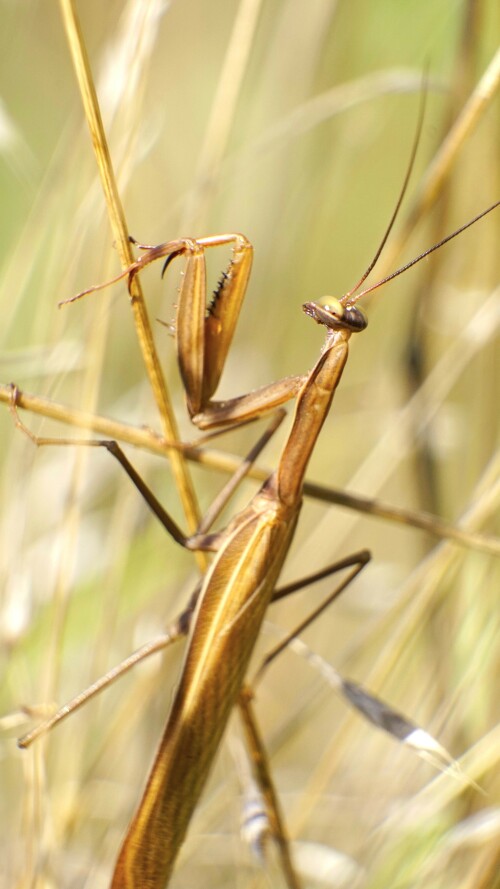 Matis religiosa