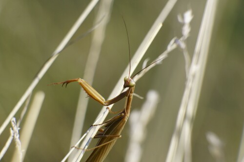 Mantis religiosa