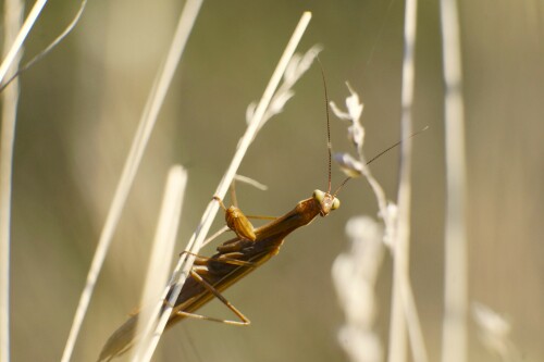 Mantis religiosa