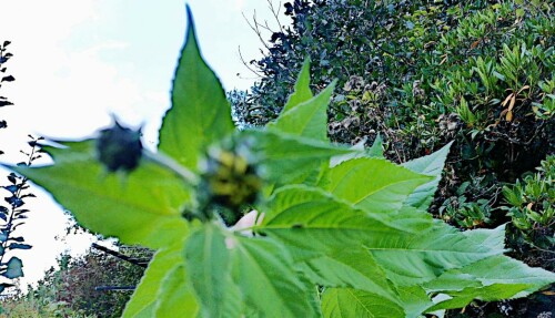 Blütenknospen bei Topinambur(Helianthus tuberosus(L.))
https://de.wikipedia.org/wiki/Topinambur