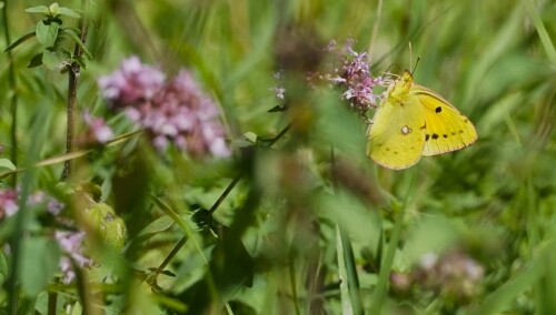 goldene Acht