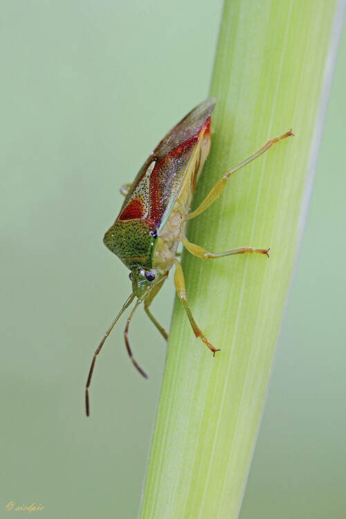 Bunte Blattwanze, Elasmostethus interstinctus, Birch shieldbug

Aufnahmeort:	Odenwald	
Kamera:	Canon	EOS 60D
Objektiv:	Sigma Makro	150mm
Stativ 		
		
# 00223

© Alle von mir veröffentlichten Bilder unterliegen dem Urheberrecht und dürfen ohne meine schriftliche Genehmigung nicht verwendet werden.